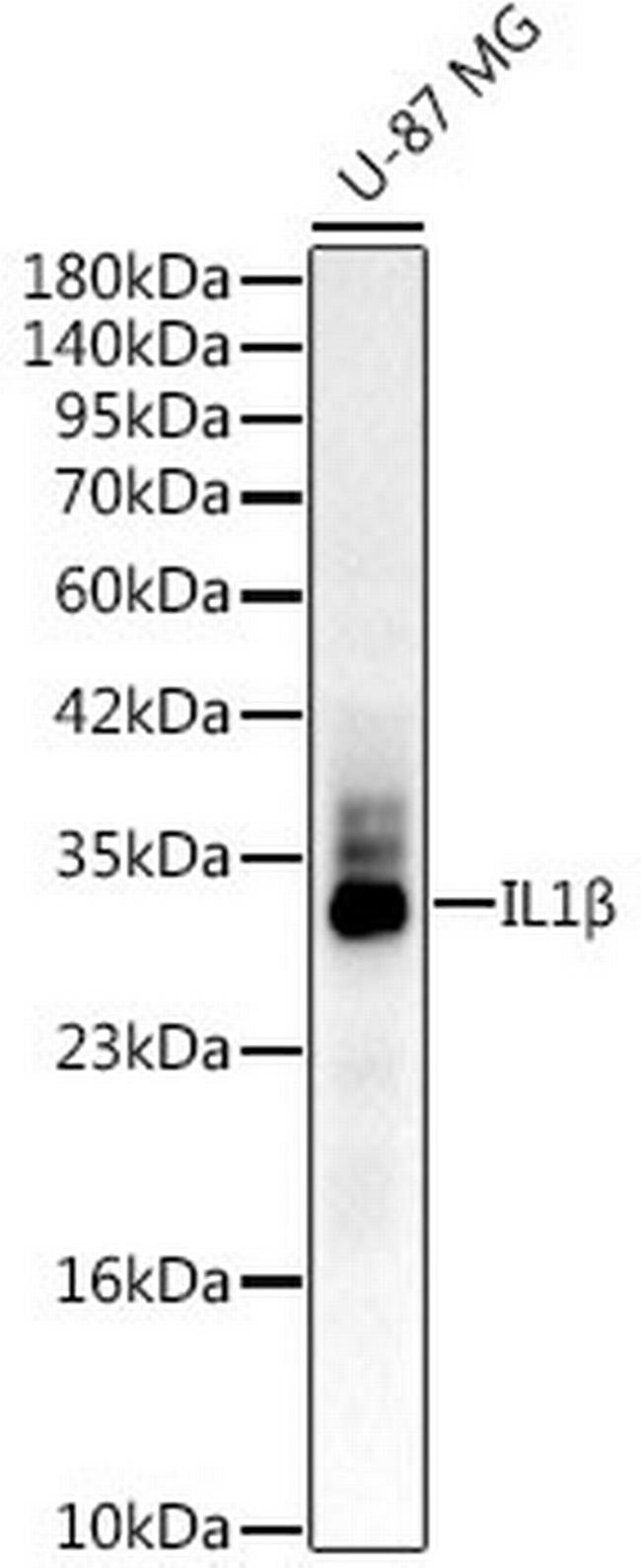 IL-1 beta Antibody in Western Blot (WB)