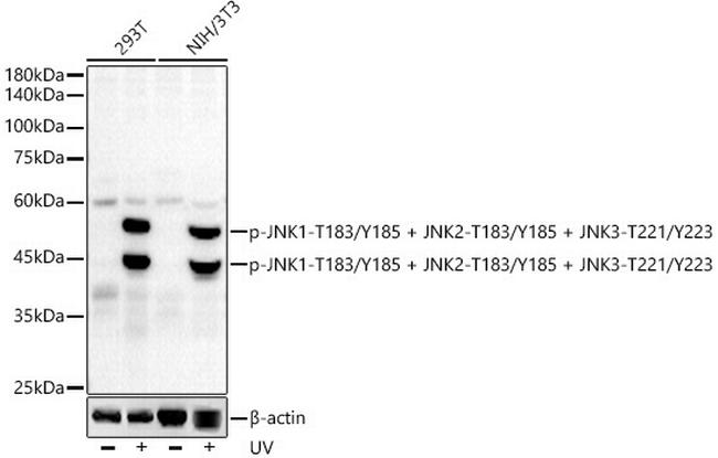 Phospho-JNK1/JNK2/JNK3 (Thr183, Tyr185, Thr221, Tyr223) Antibody in Western Blot (WB)