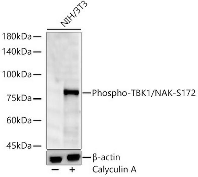 Phospho-TBK1 (Ser172) Antibody in Western Blot (WB)