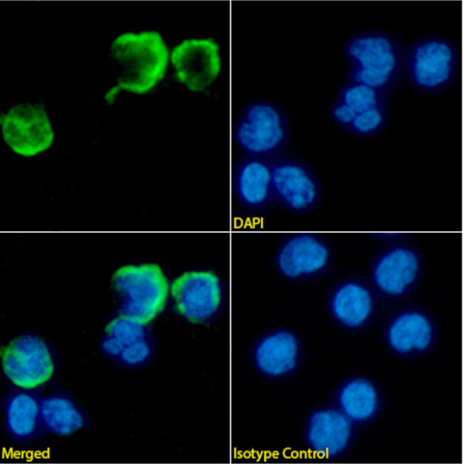 CD137 Chimeric Antibody in Immunocytochemistry (ICC/IF)