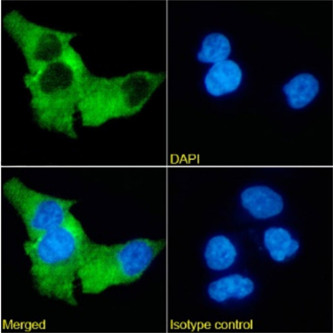 PD-L1 (CD274) Chimeric Antibody in Immunocytochemistry (ICC/IF)