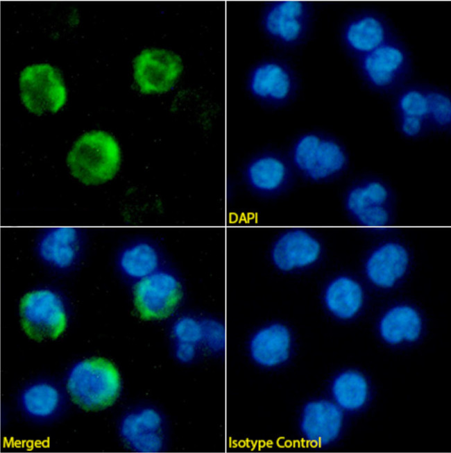 NKG2D Chimeric Antibody in Immunocytochemistry (ICC/IF)