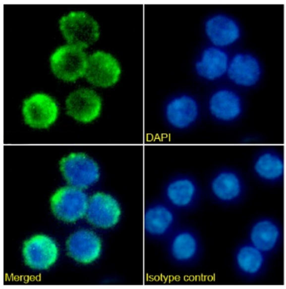 CD40 Chimeric Antibody in Immunocytochemistry (ICC/IF)