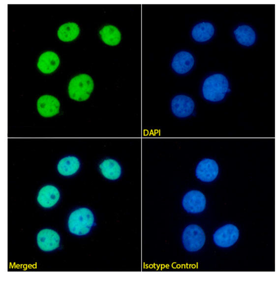 HDGF Antibody in Immunocytochemistry (ICC/IF)