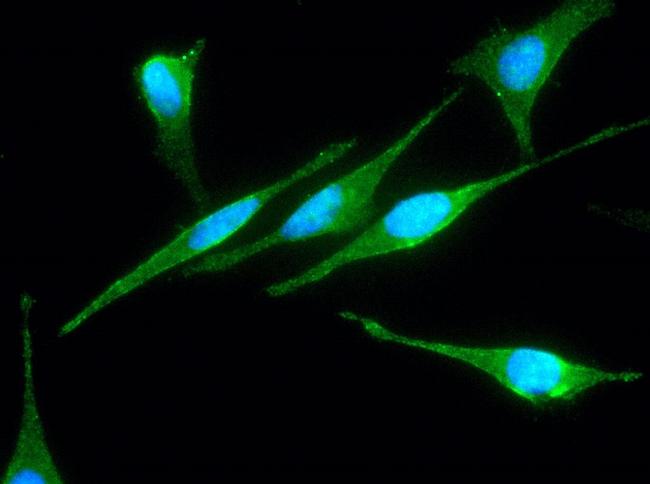 JNK2 Antibody in Immunocytochemistry (ICC/IF)