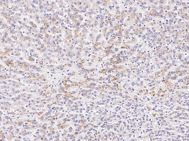 BST-2 Antibody in Immunohistochemistry (Paraffin) (IHC (P))