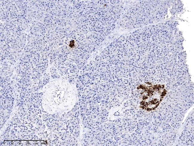 Insulin Antibody in Immunohistochemistry (Paraffin) (IHC (P))