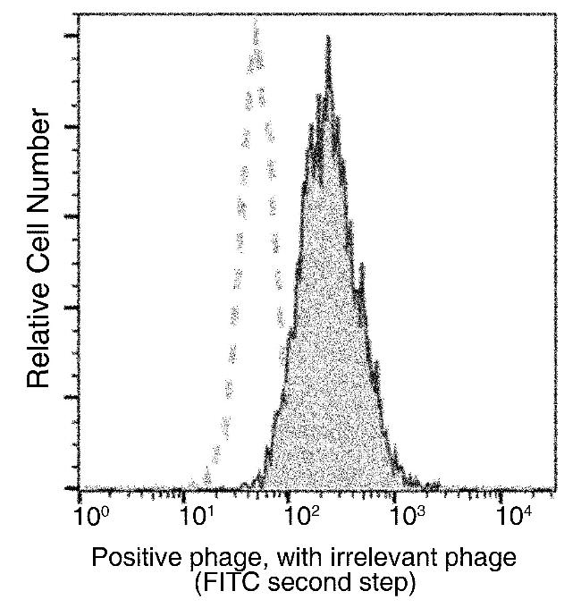 Bacteriophage M13 Antibody in Flow Cytometry (Flow)