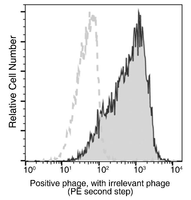 Bacteriophage M13 Antibody in Flow Cytometry (Flow)