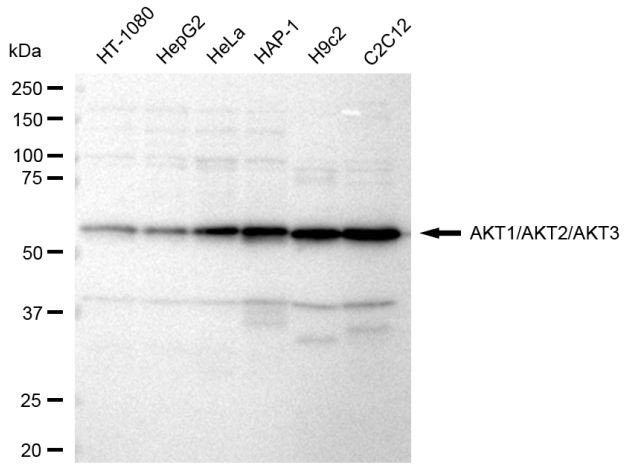 AKT Pan Antibody in Western Blot (WB)