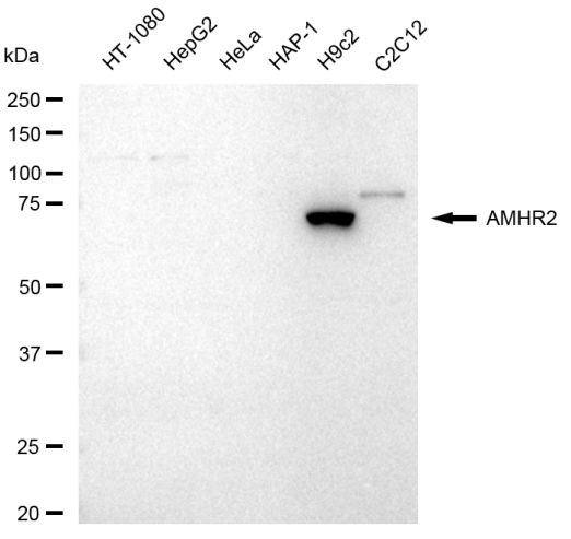 AMHR2 Antibody in Western Blot (WB)