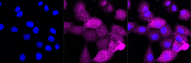 ANGPTL3 Antibody in Immunocytochemistry (ICC/IF)