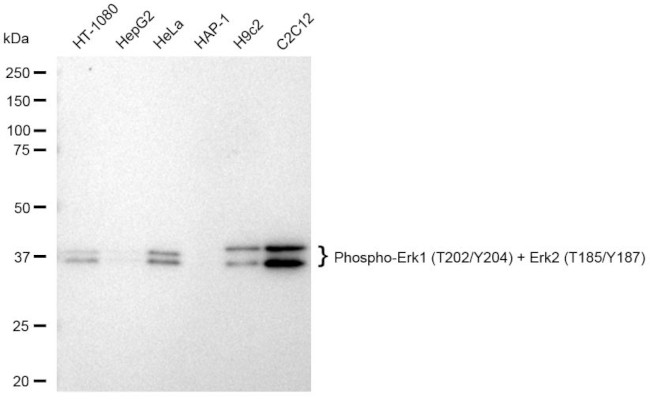 Phospho-ERK1/ERK2 (Thr202, Tyr204, Thr185, Tyr187) Antibody in Western Blot (WB)