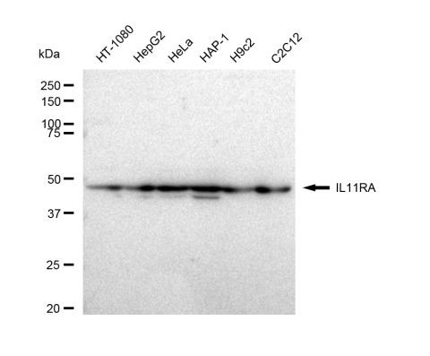 IL11RA Antibody in Western Blot (WB)