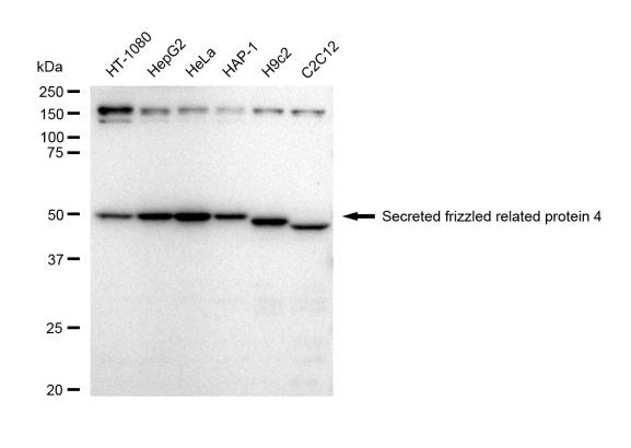 SFRP4 Antibody in Western Blot (WB)