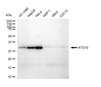 ATG10 Antibody in Western Blot (WB)