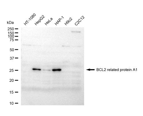 BCL2A1 Antibody in Western Blot (WB)