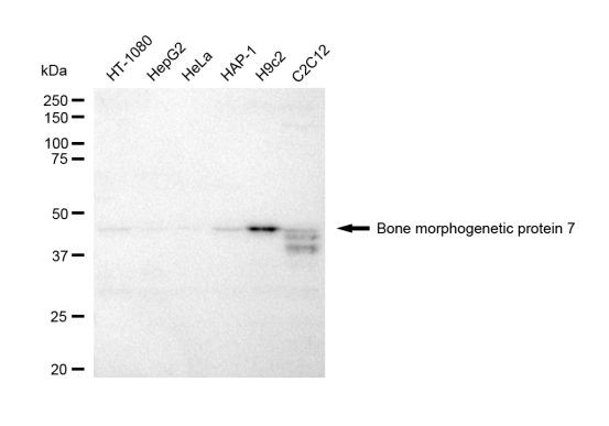 BMP-7 Antibody in Western Blot (WB)