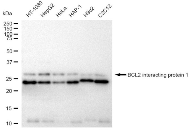 BNIP1 Antibody in Western Blot (WB)