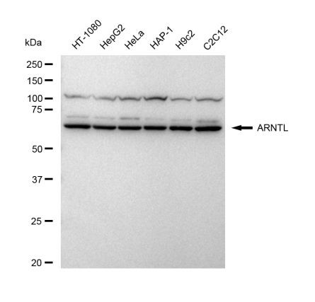 BMAL1 Antibody in Western Blot (WB)