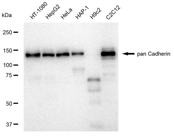 Pan-cadherin Antibody in Western Blot (WB)