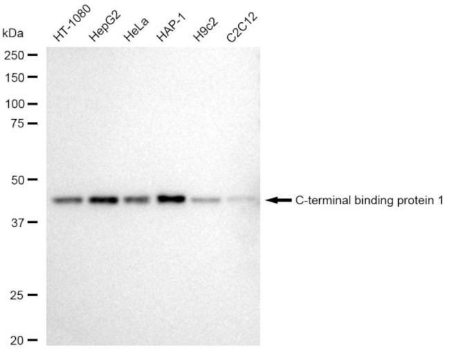 CtBP1 Antibody in Western Blot (WB)