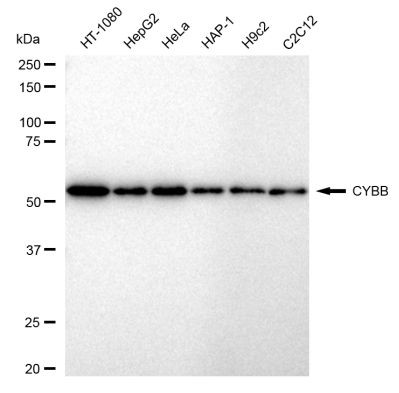 NOX2 Antibody in Western Blot (WB)