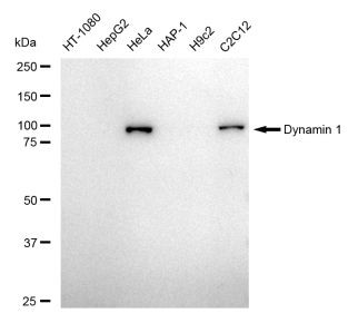 Dynamin 1 Antibody in Western Blot (WB)