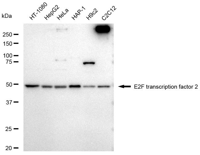 E2F2 Antibody in Western Blot (WB)