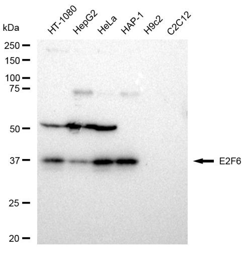 E2F6 Antibody in Western Blot (WB)