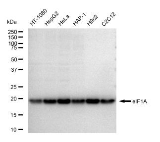 eIF1AX Antibody in Western Blot (WB)