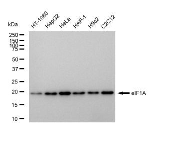 eIF1AX Antibody in Western Blot (WB)