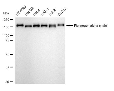 Fibrinogen alpha chain Antibody in Western Blot (WB)