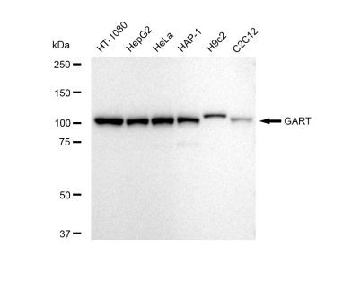 GART Antibody in Western Blot (WB)