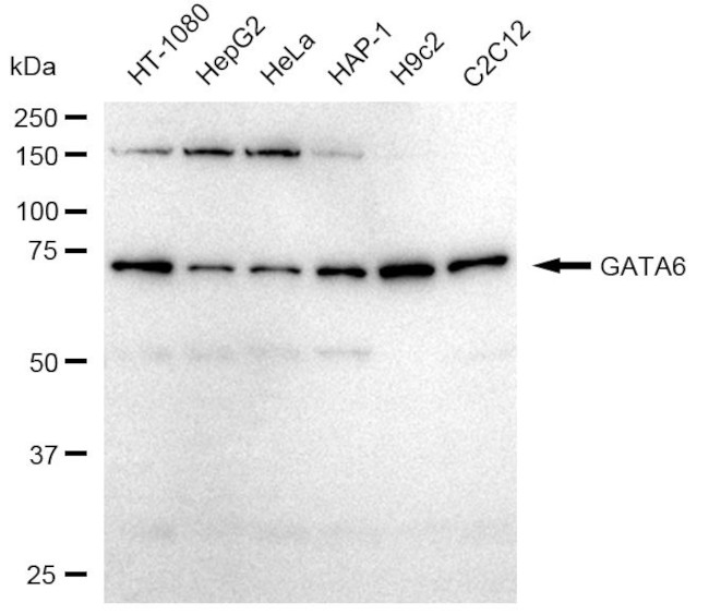 GATA6 Antibody in Western Blot (WB)