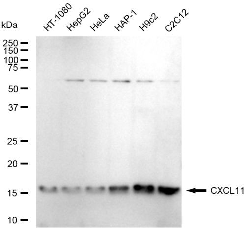 CXCL11 Antibody in Western Blot (WB)