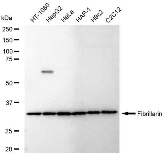 Fibrillarin Antibody in Western Blot (WB)