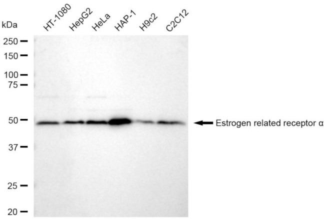 ESRRA Antibody in Western Blot (WB)