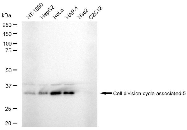 CDCA5 Antibody in Western Blot (WB)