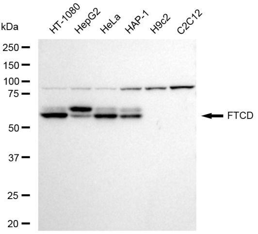 Golgi protein 58k Antibody in Western Blot (WB)