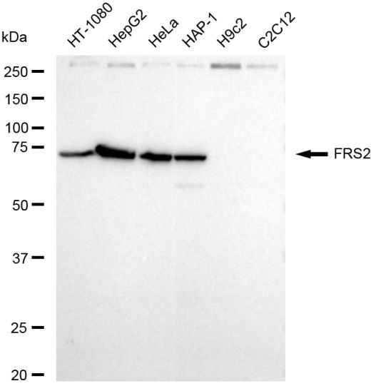 FRS2 Antibody in Western Blot (WB)