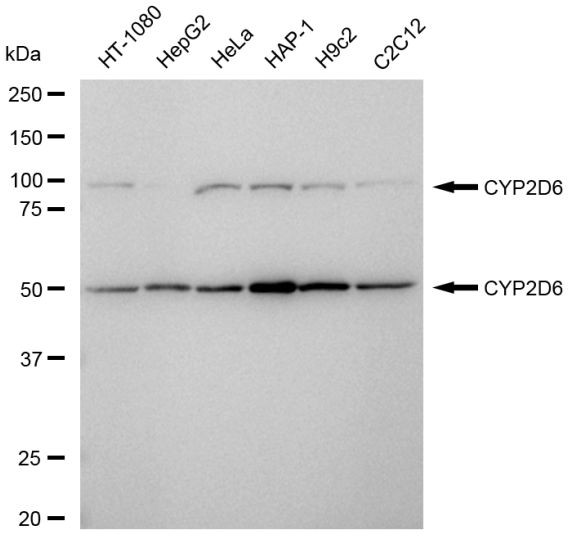 CYP2D6 Antibody in Western Blot (WB)