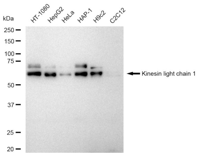 KLC1 Antibody in Western Blot (WB)