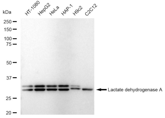 LDHA Antibody in Western Blot (WB)