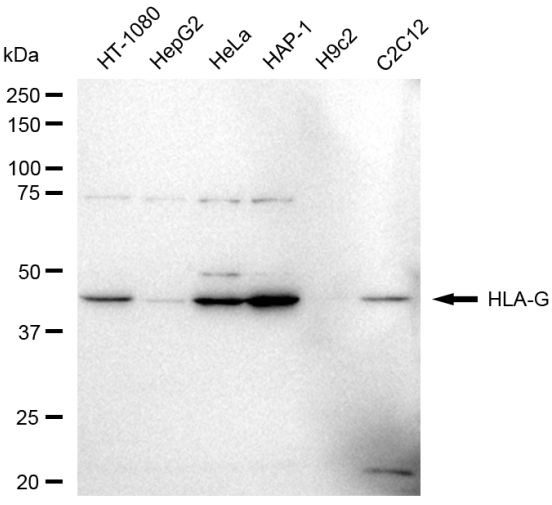 HLA-G Antibody in Western Blot (WB)