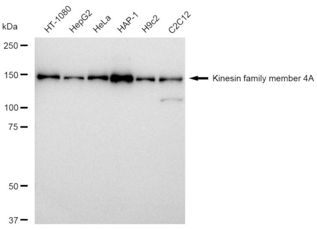 KIF4A Antibody in Western Blot (WB)