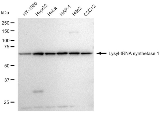 KARS Antibody in Western Blot (WB)