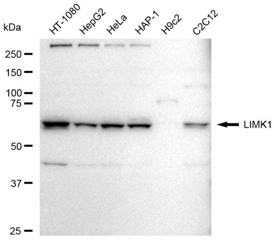 LIMK1 Antibody in Western Blot (WB)