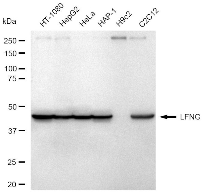 LFNG Antibody in Western Blot (WB)