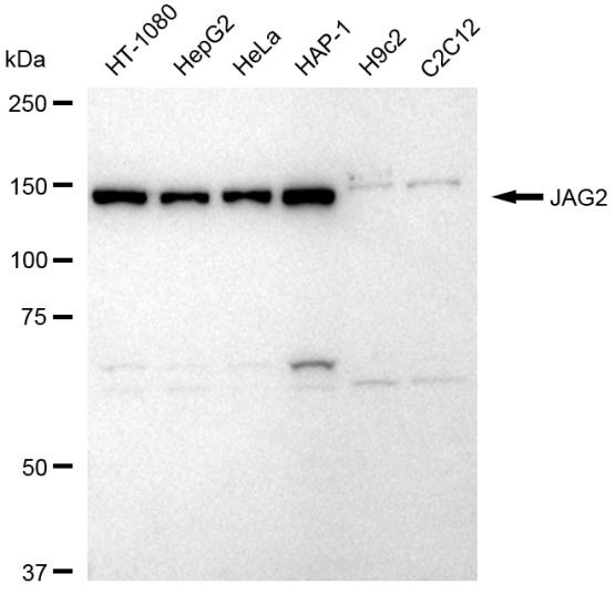 Jagged 2 Antibody in Western Blot (WB)